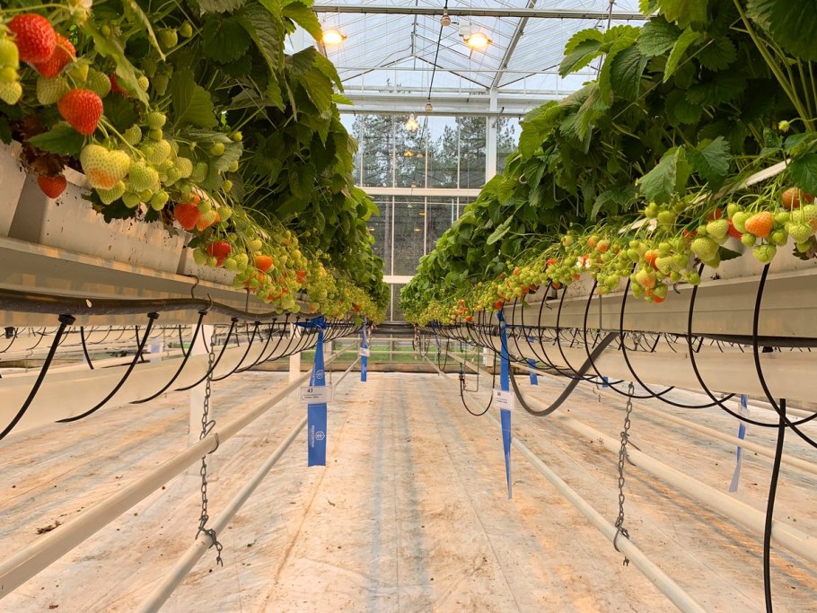Клубника в теплицах голландская технология