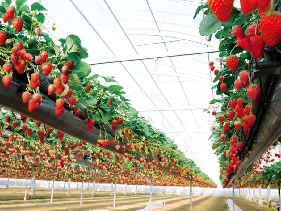Клубника на гидропонике в теплице круглый год