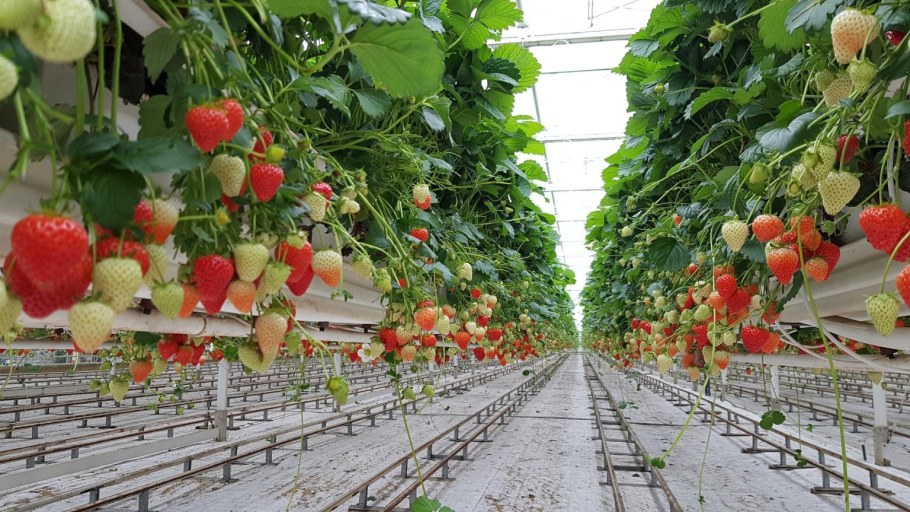 Теплицы Хайгроув клубника