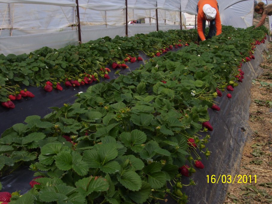 Клубника в домашних теплицах