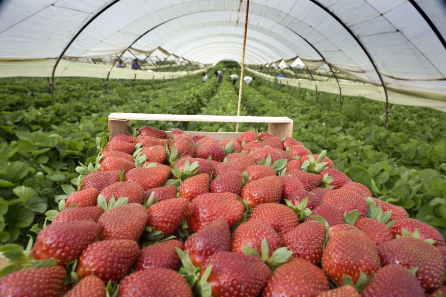 Виктория в теплице