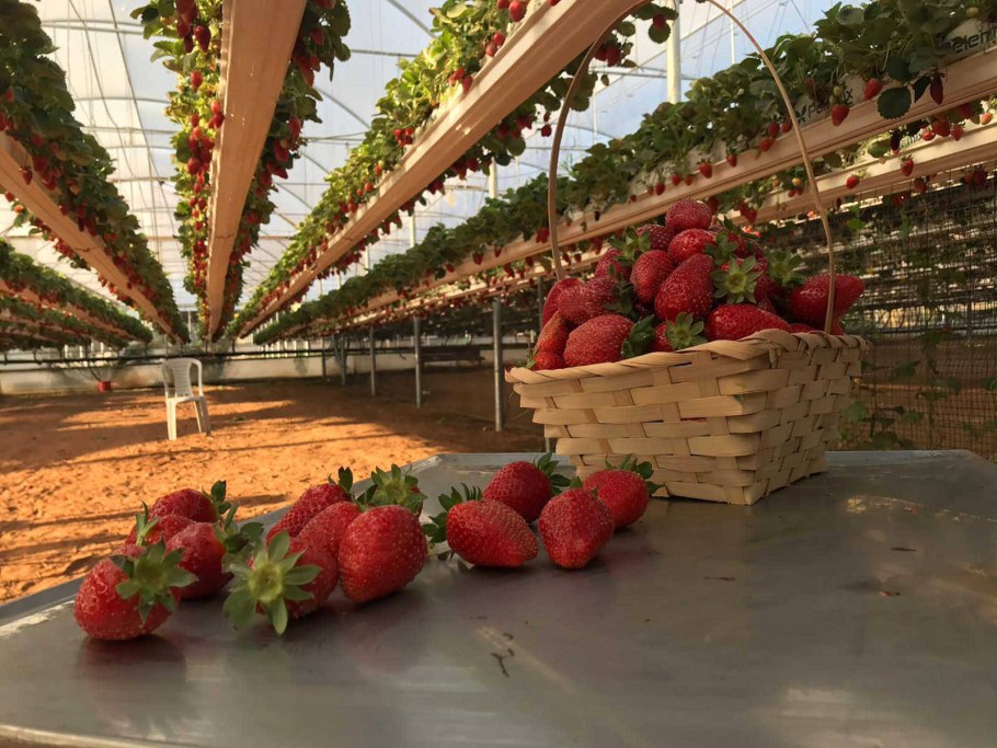 Клубника в теплице