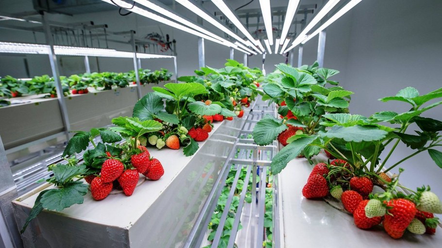 Клубника малообъемка теплица