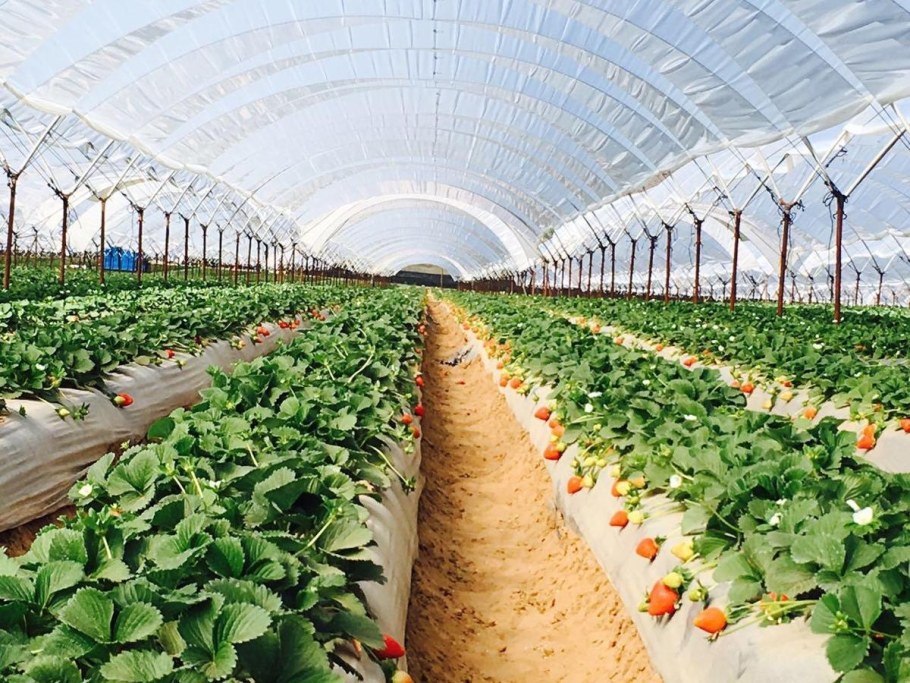 Ремонтантная клубника в теплице