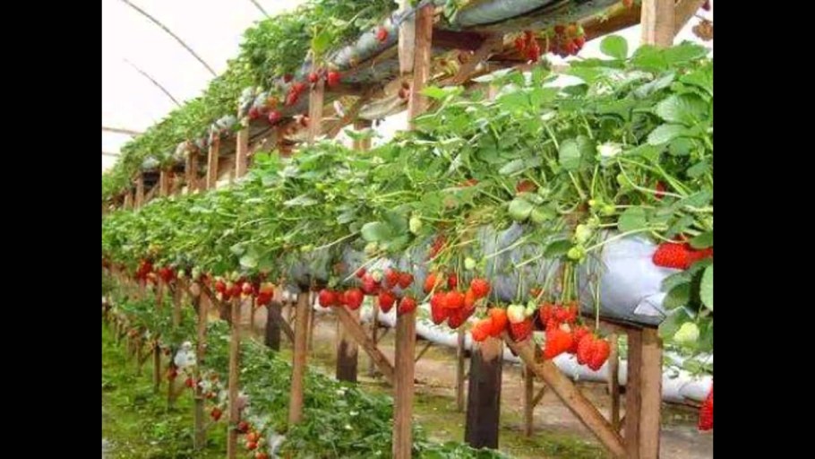 Штамбовая клубника