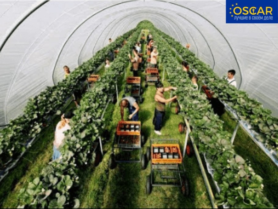 Парник для клубники