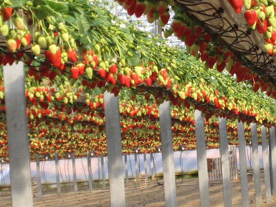 Малообъемная гидропоника клубника в теплице