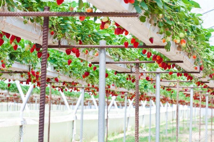 Клубника в ведрах в теплице