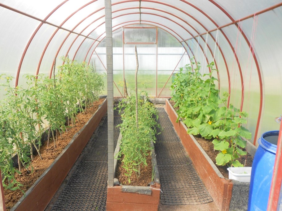 Гряды цветов в теплице