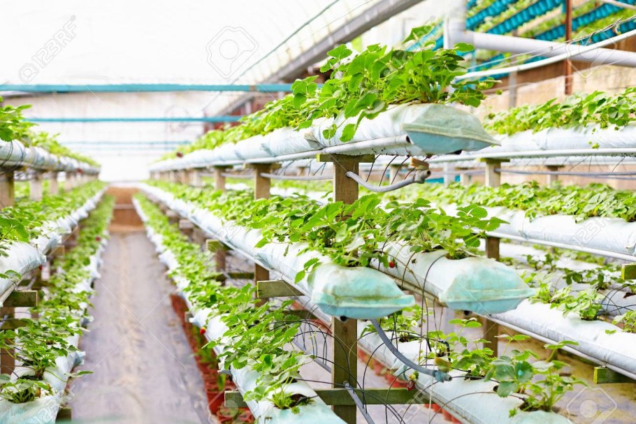 Клубника малообъемка теплица