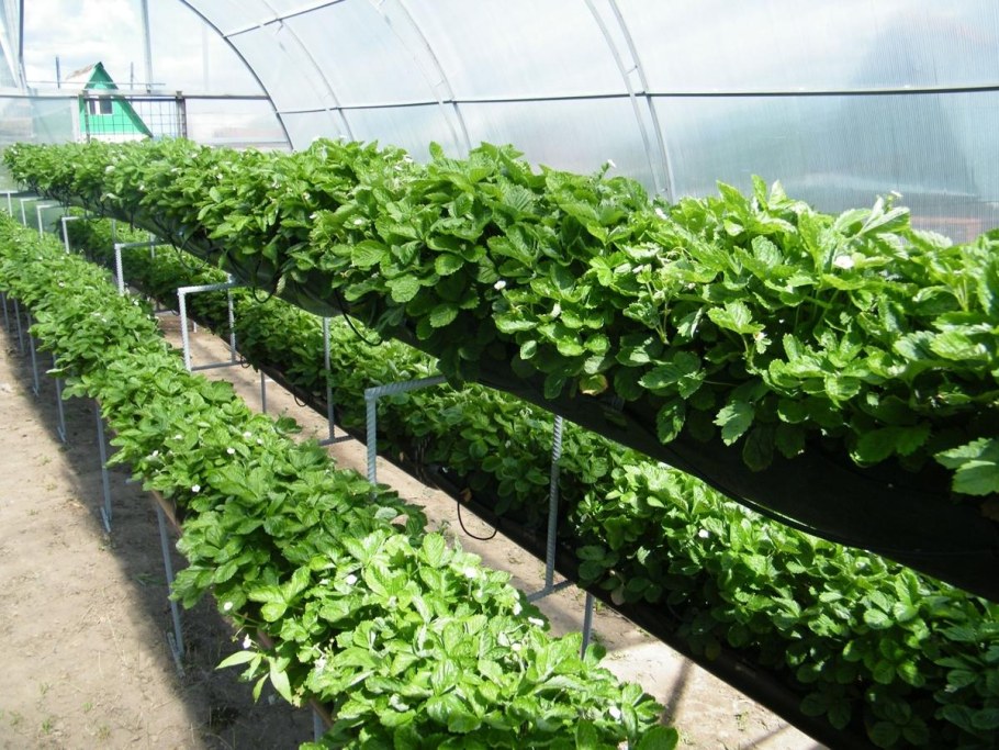 Многоярусные грядки в теплице