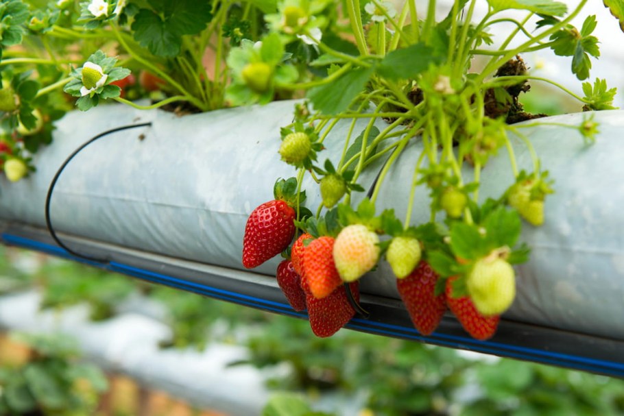 Клубника в полиэтиленовых мешках