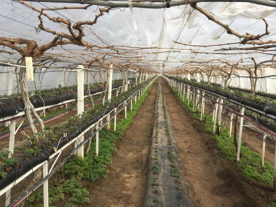 Клубника Израиль малообъемка теплица