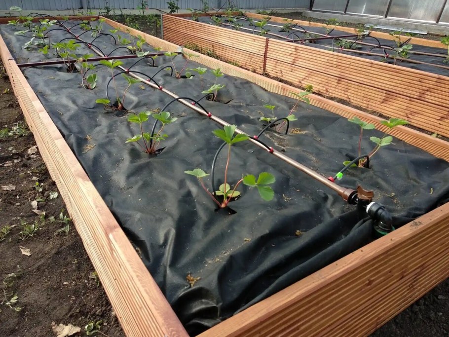 Капельный полив на грядках