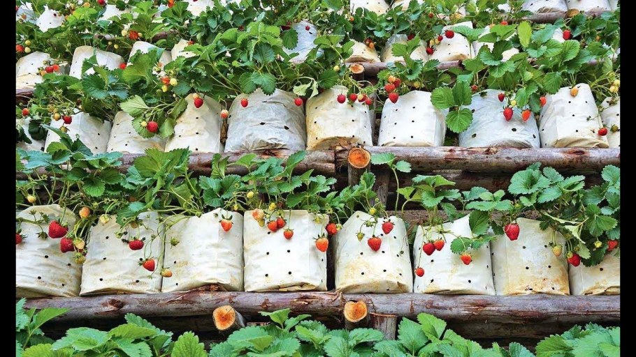 Идеи посадки клубники