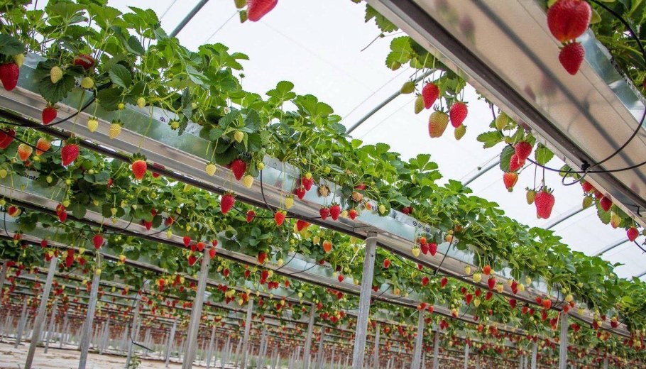 Малообъемная гидропоника клубника