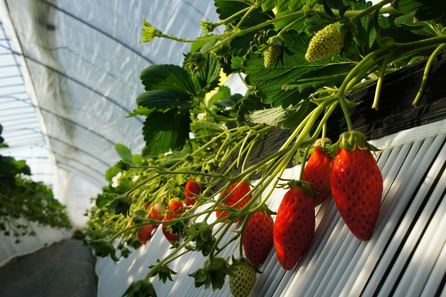 Ремонтантная клубника в теплице