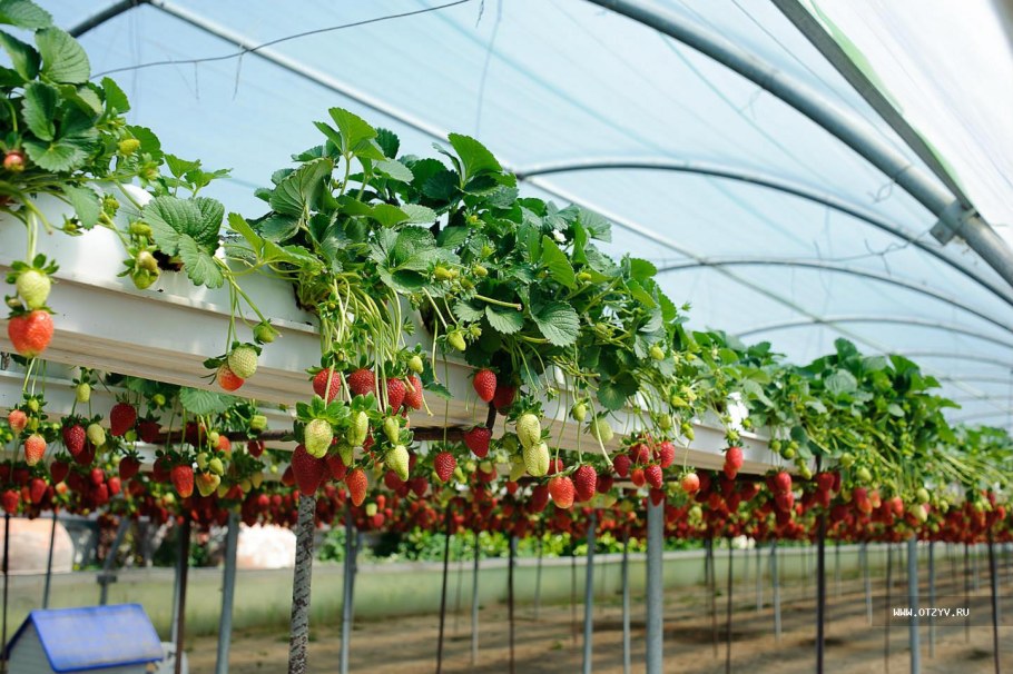 Стеллажи для клубники в теплице