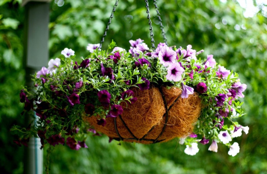 Рассада в пластиковых бутылках