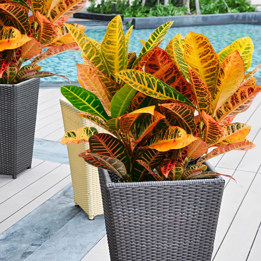 Colorful Croton