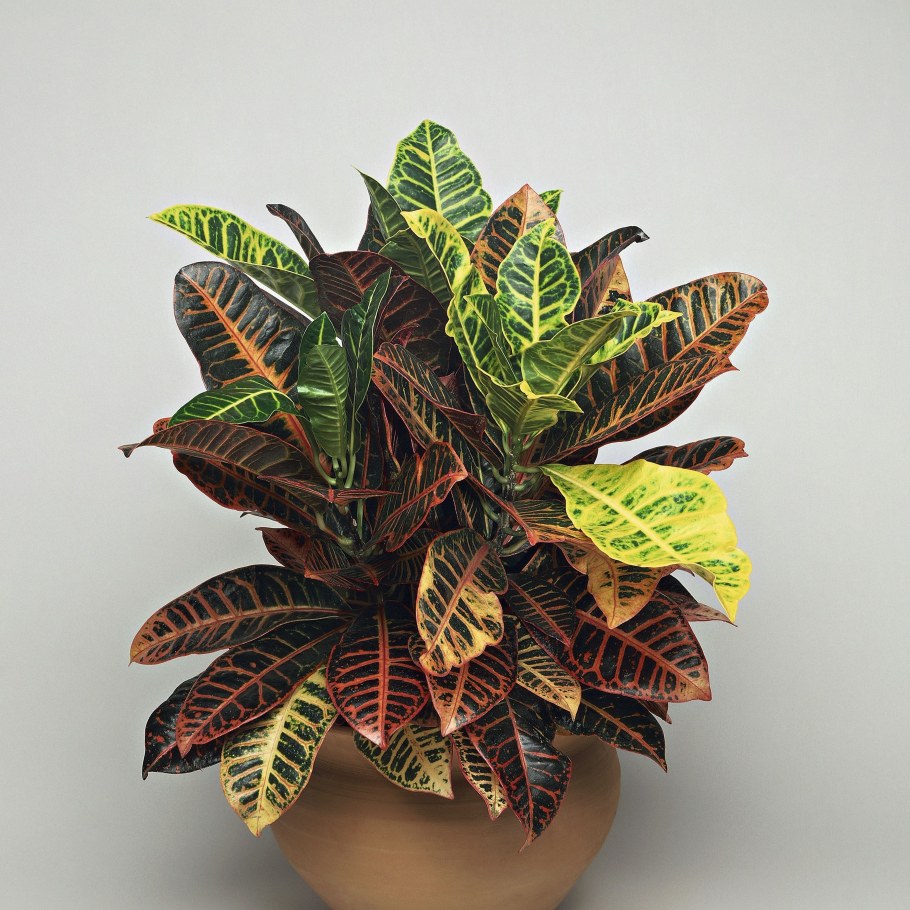 Кротон плащ Иосифа