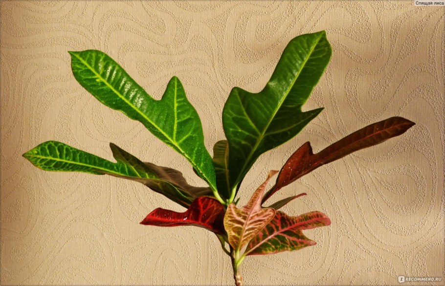 Кодиеум Петра разветвленный