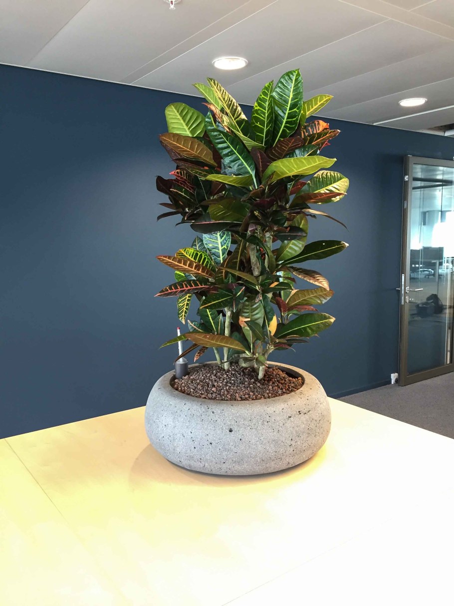 Кодиеум Кротон Мамми