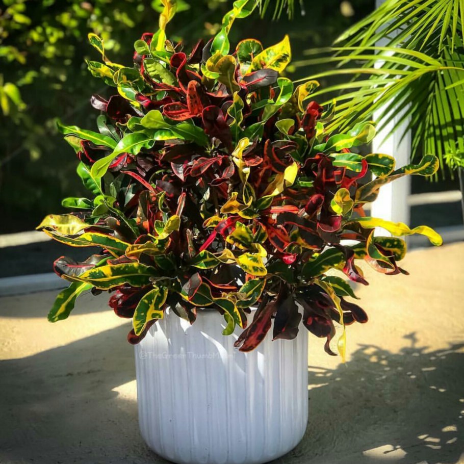 Кодиеум Кротон пестрый