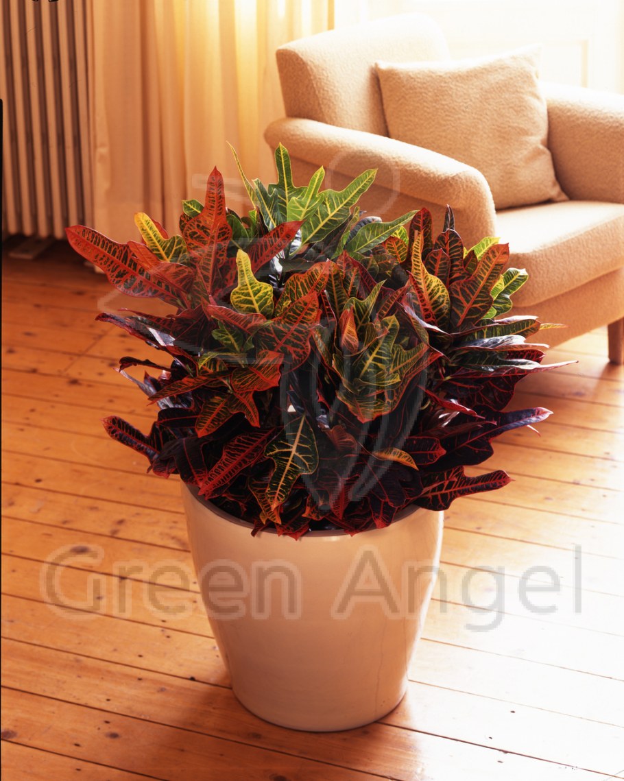 Бюро фитодизайна фикус