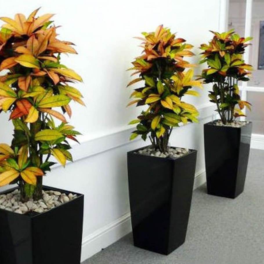 Кротон миссис Айстон