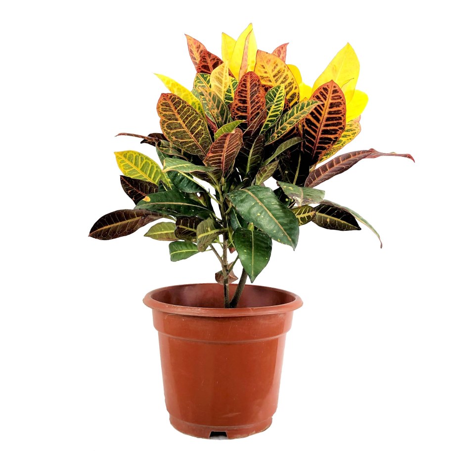 Кодиеум Кротон пестрый