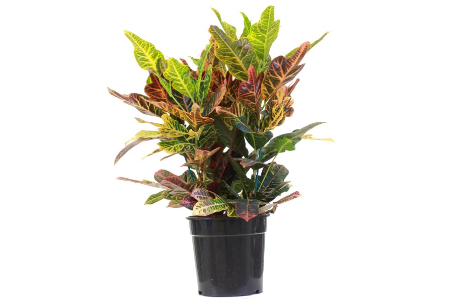 Кротон Айстон