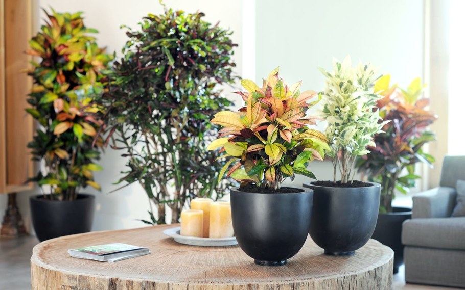 Кодиеум в интерьере