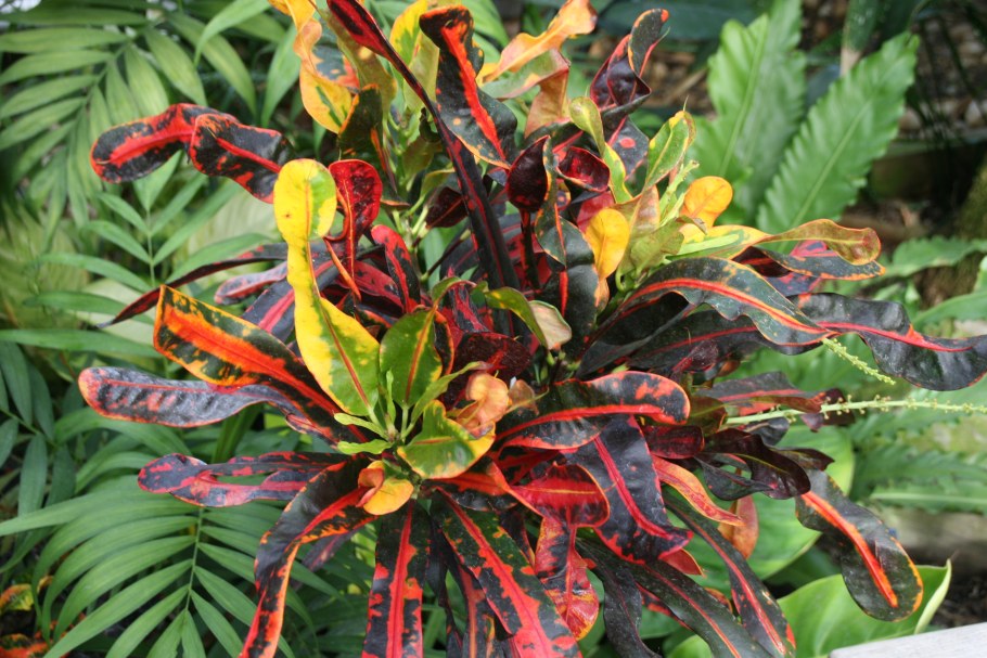 Кротон Дубок