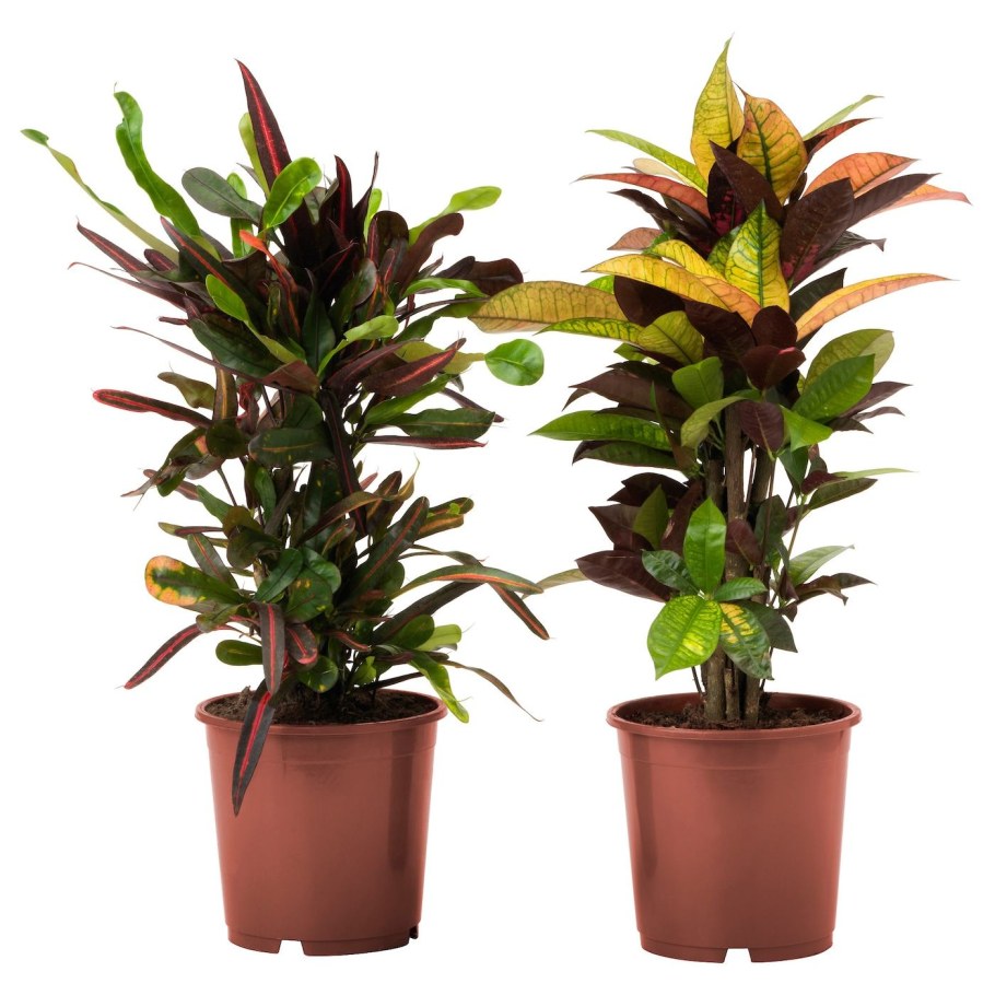 Кротон экскуренс