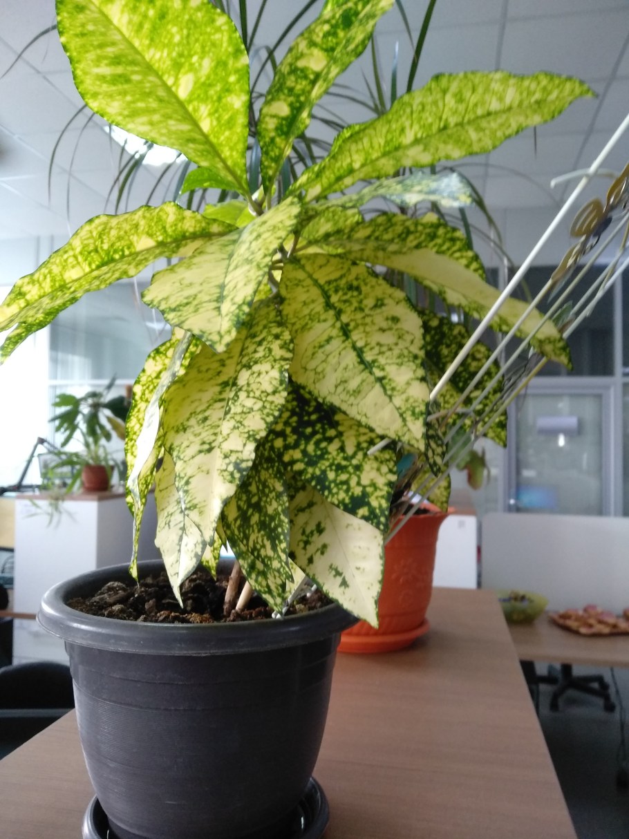 Искусственное растение Кротон