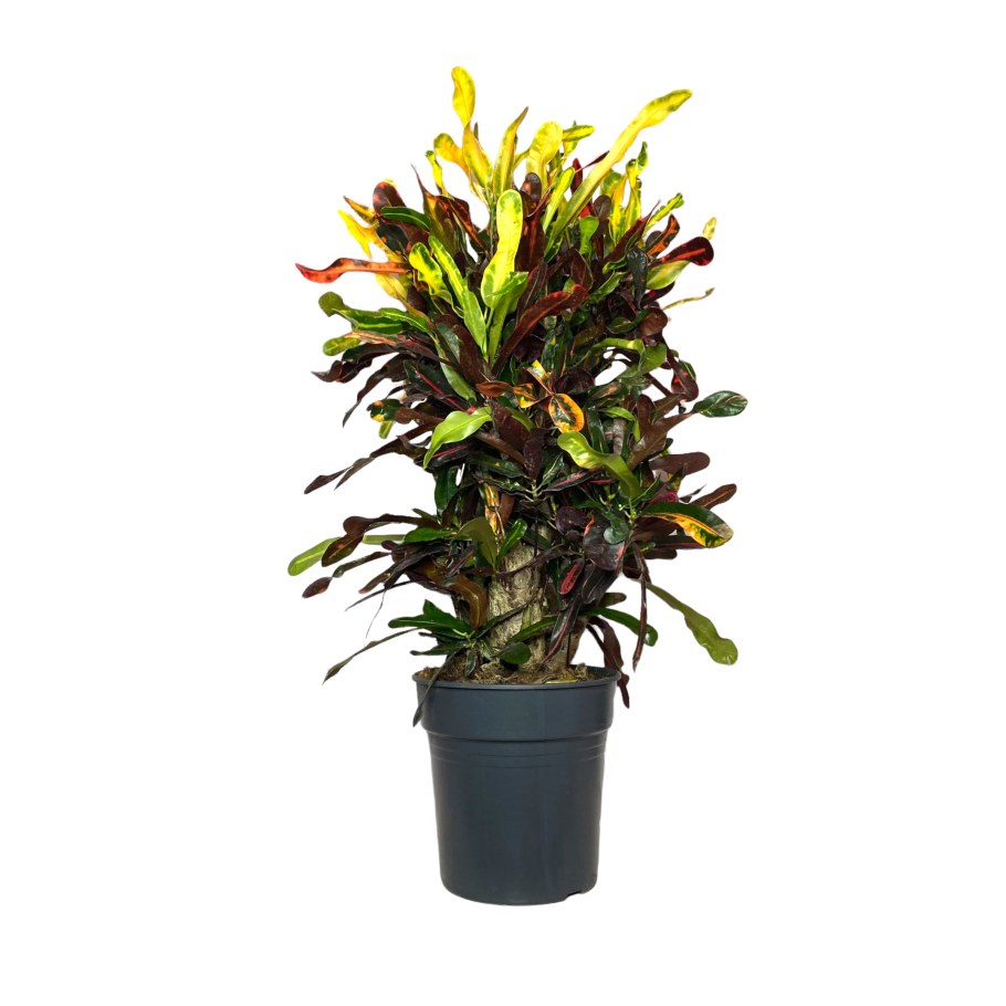 Кодиеум Вилма