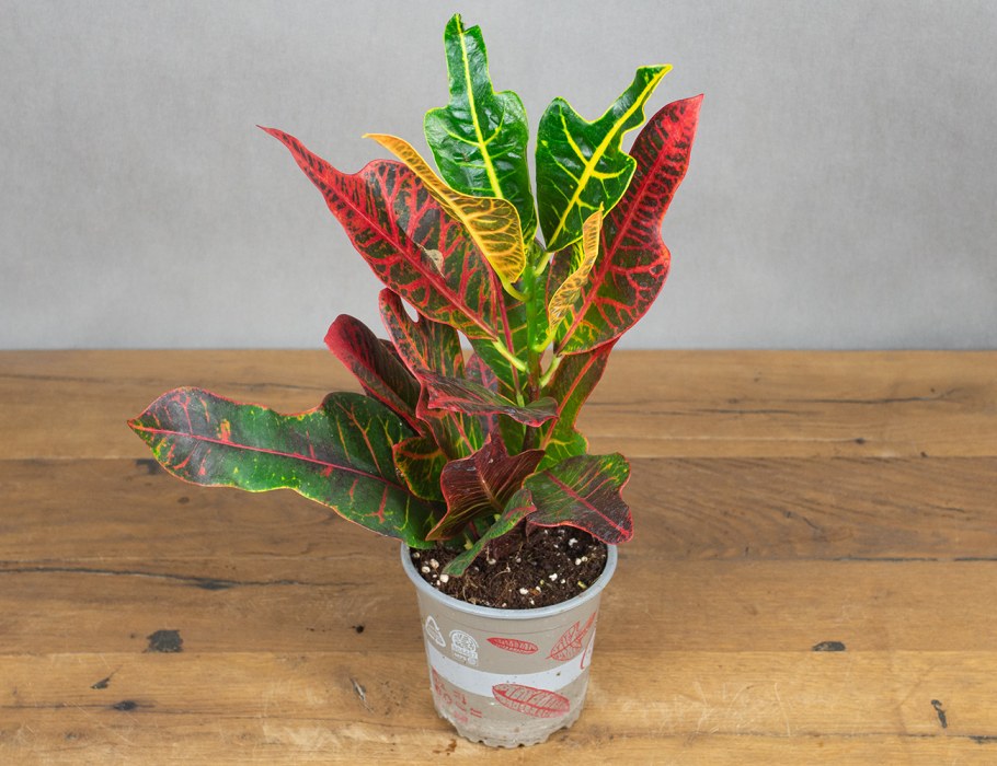 Кротон растение как Пальма