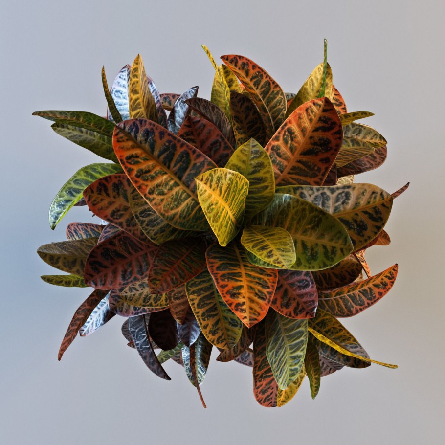 Кодиеум Петра