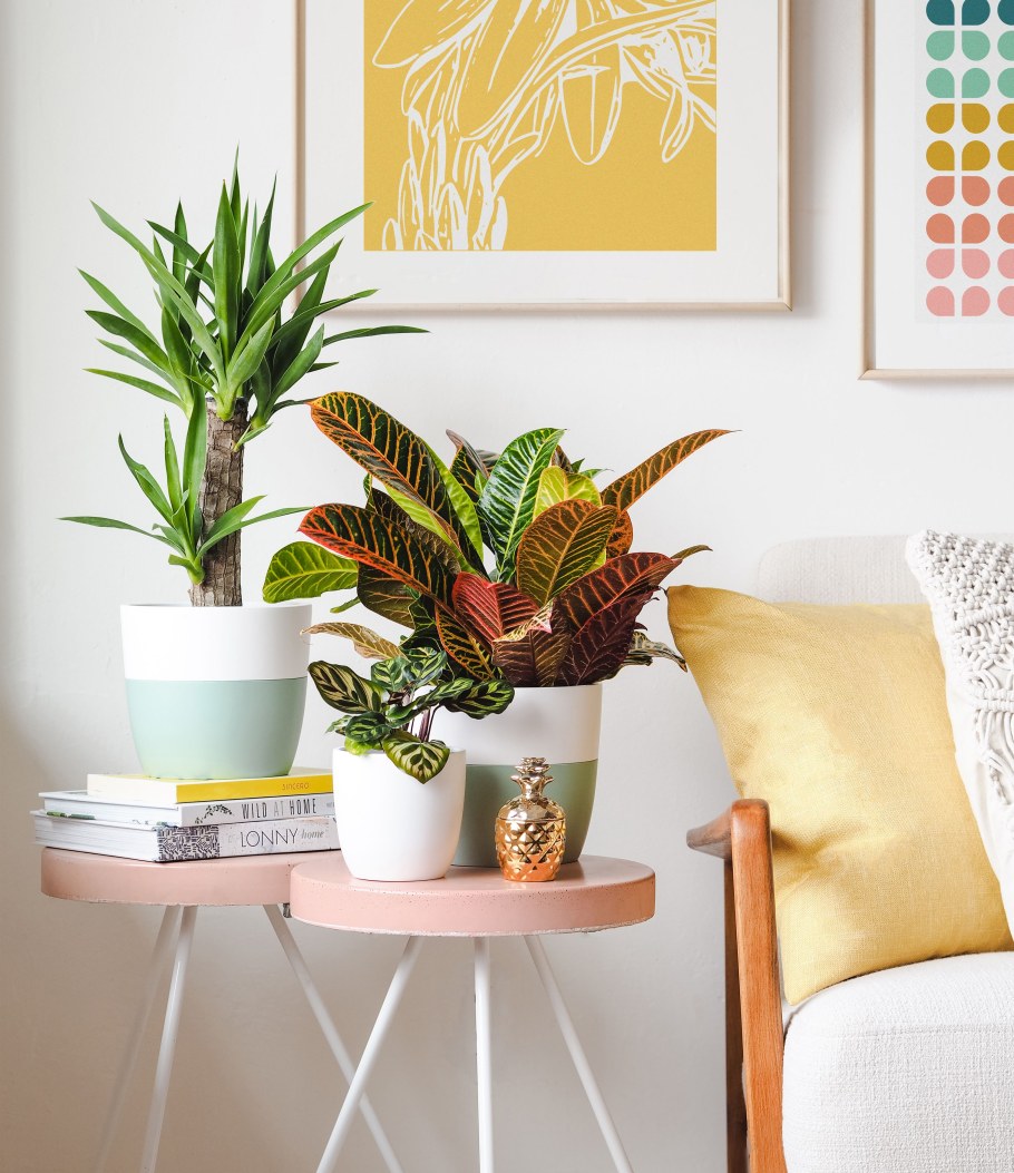 Кодиеум gr excellent