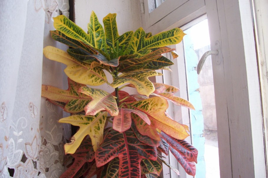 Кодиеум Варигатум Мамми