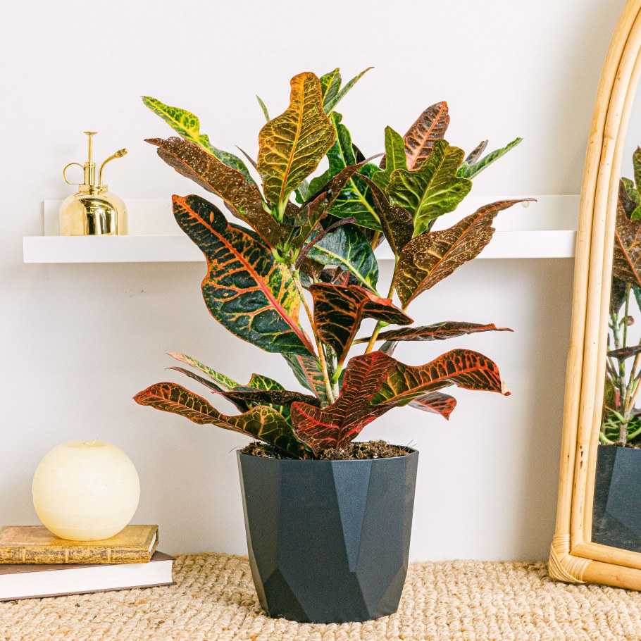 Цветок Кодиеум Кротон