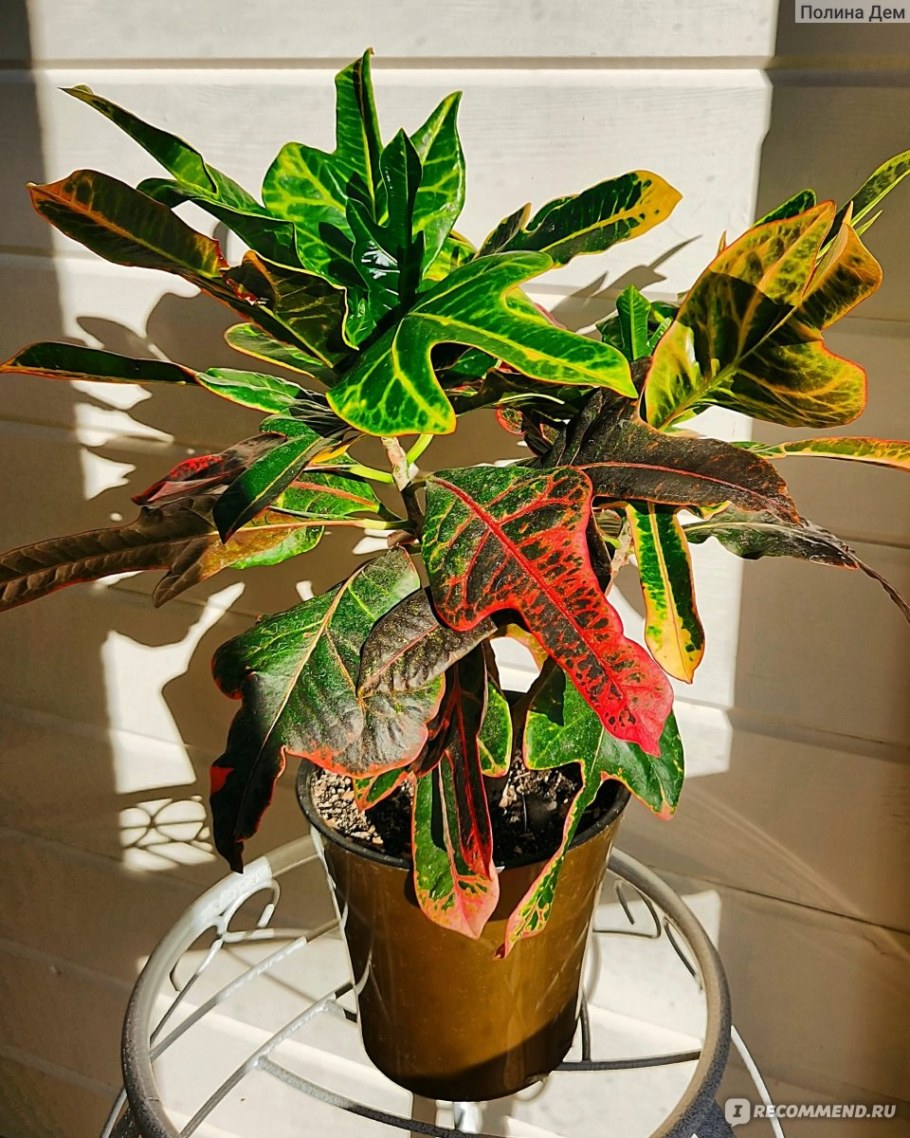 Кротон в интерьере Сканди