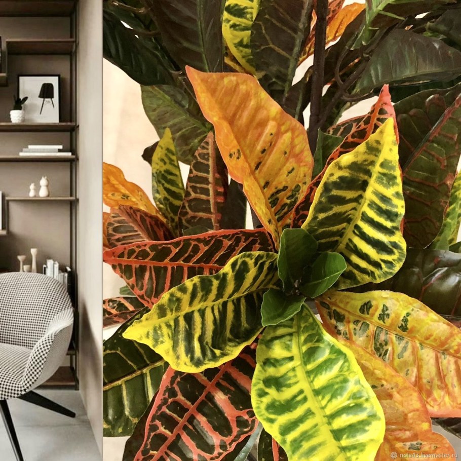 Codiaeum Petra/Кротон Петра