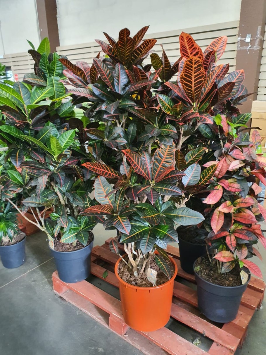 Кодиеум Экселент