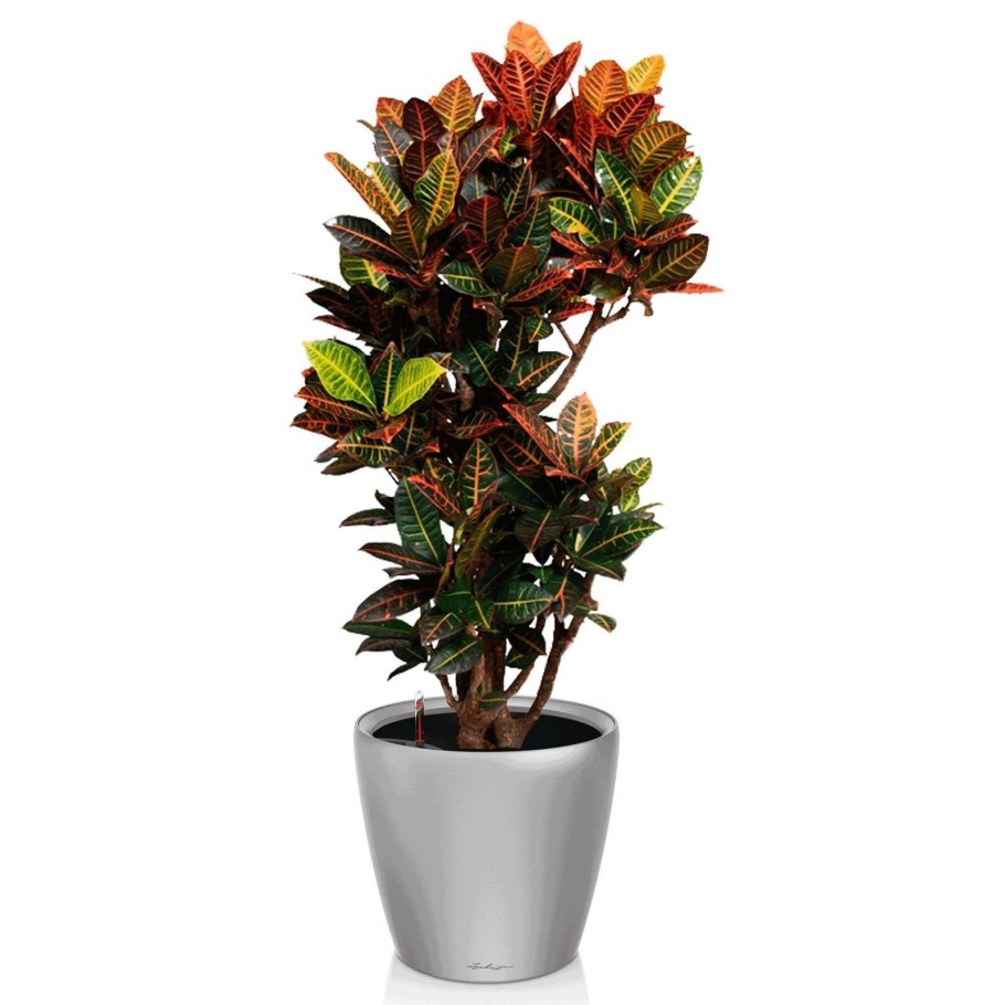 Кротон закрученный Твист