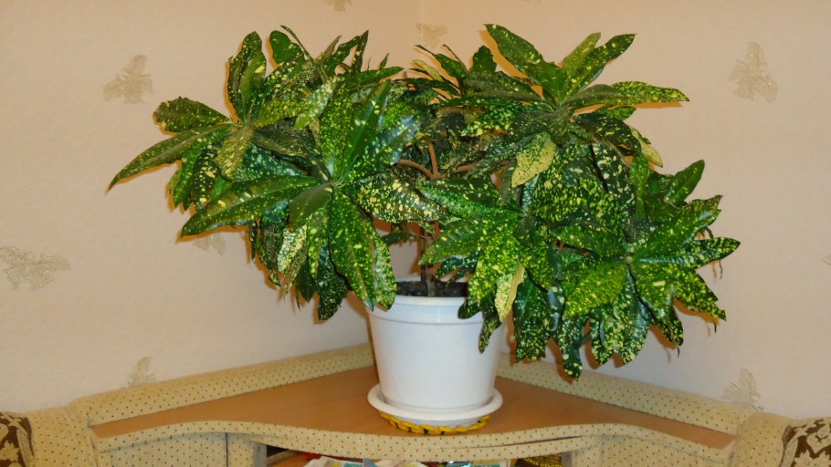 Блэк Принс Кротон