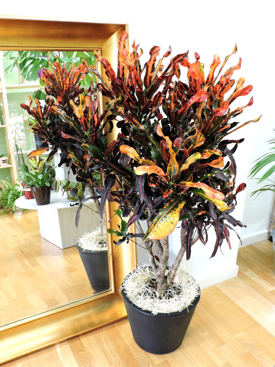 Кодиеум Петра бранч