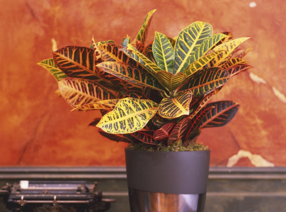 Аукуба японская Кротонифолия