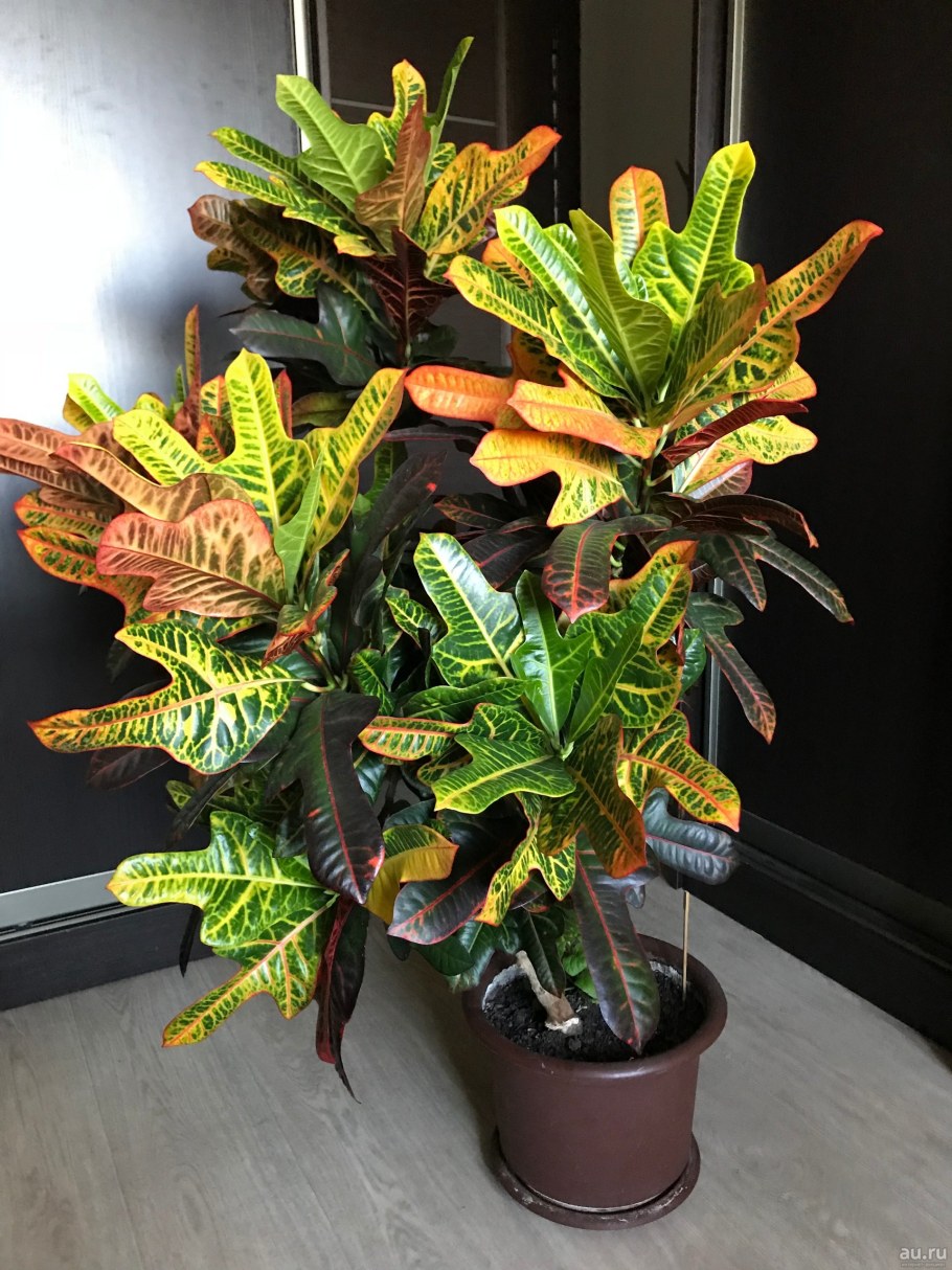 Кротон Дубок